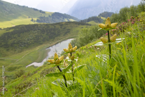 Tüpfel-Enzian - Allgäu - Schlappoldsee - Oberstdorf photo