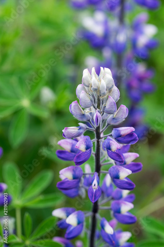 Closeup of typical Icelandic violet blooming flower  Lupin 
