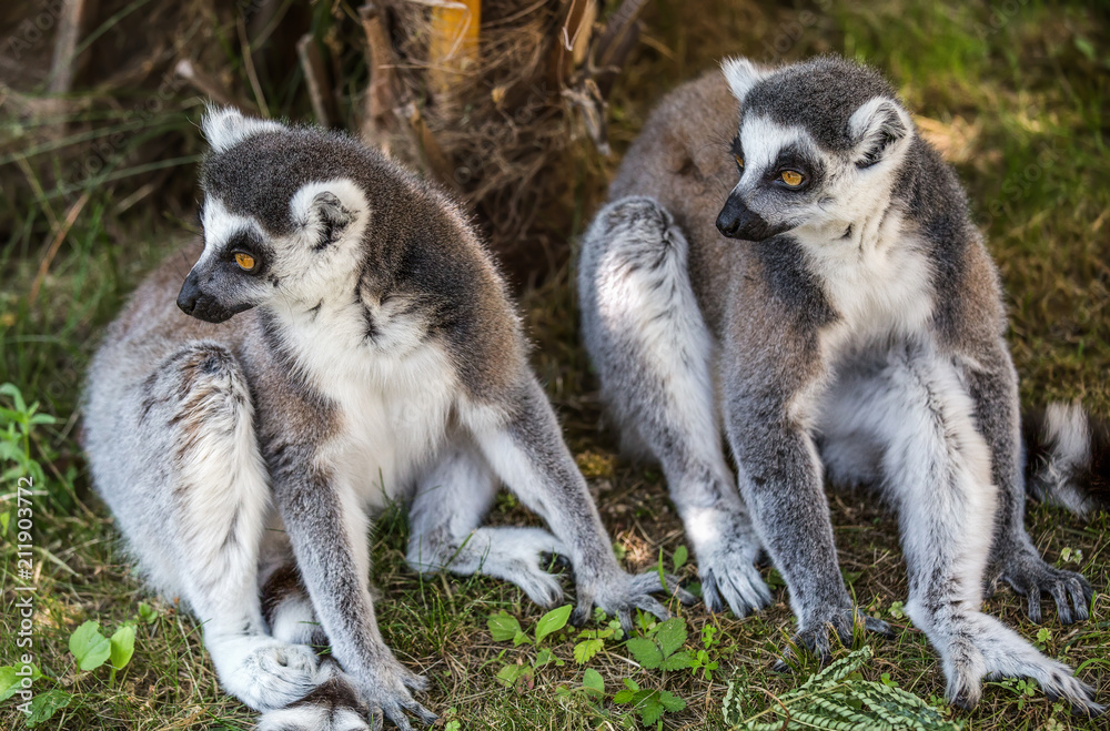 Obraz premium Couple of lemurs sit on the grass.