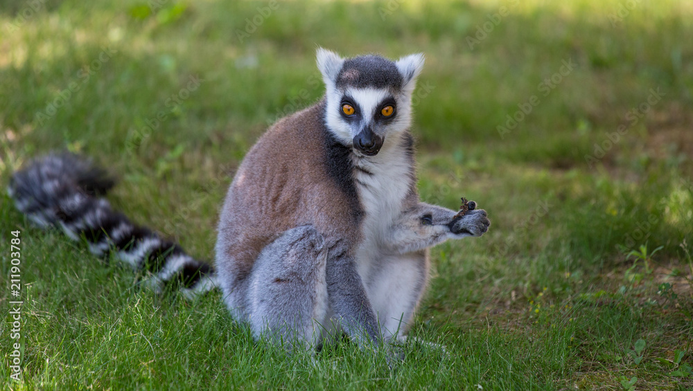 Lemur isolated sits on the grass. Lemur isolated sits on the grass.