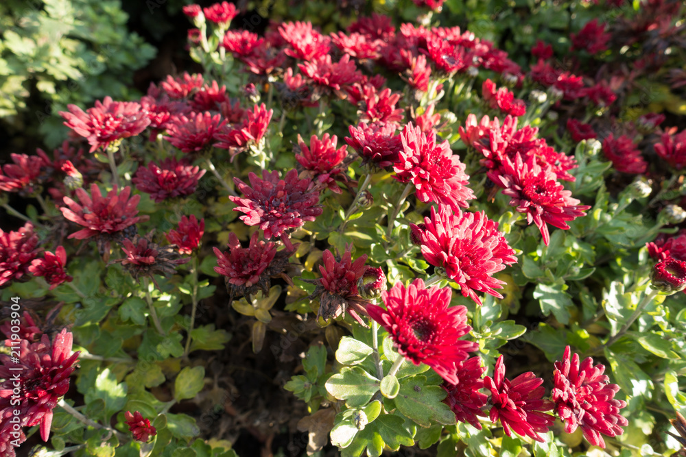 Wine red flowers of Chrysanthemum in December