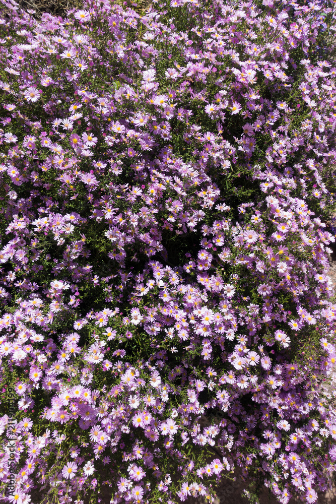 Flower bed with pinkish violet flowers of Michaelmas daisies Flower bed with pinkish violet flowers of Michaelmas daisies