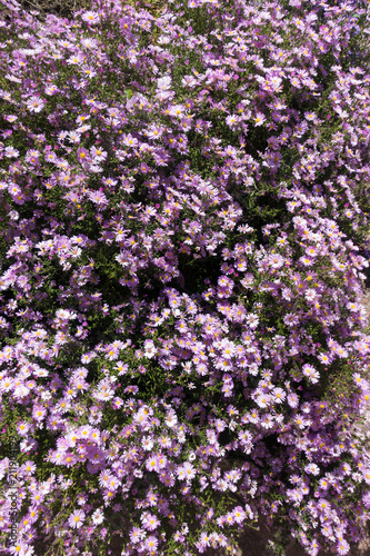Flower bed with pinkish violet flowers of Michaelmas daisies