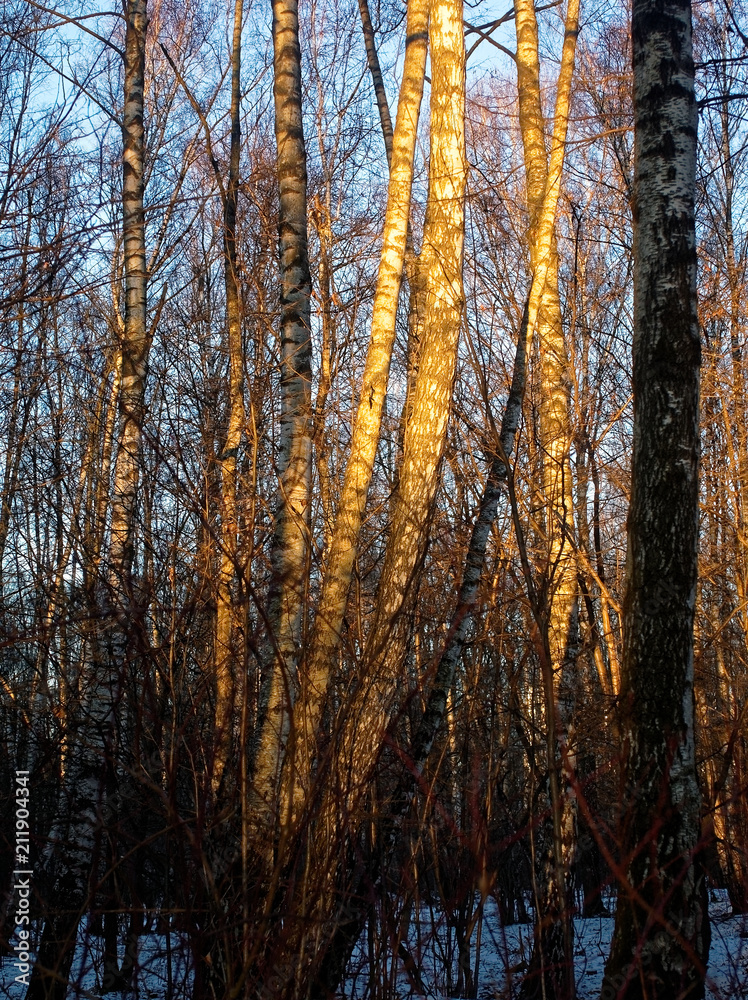 Fototapeta premium morning in the Park in winter