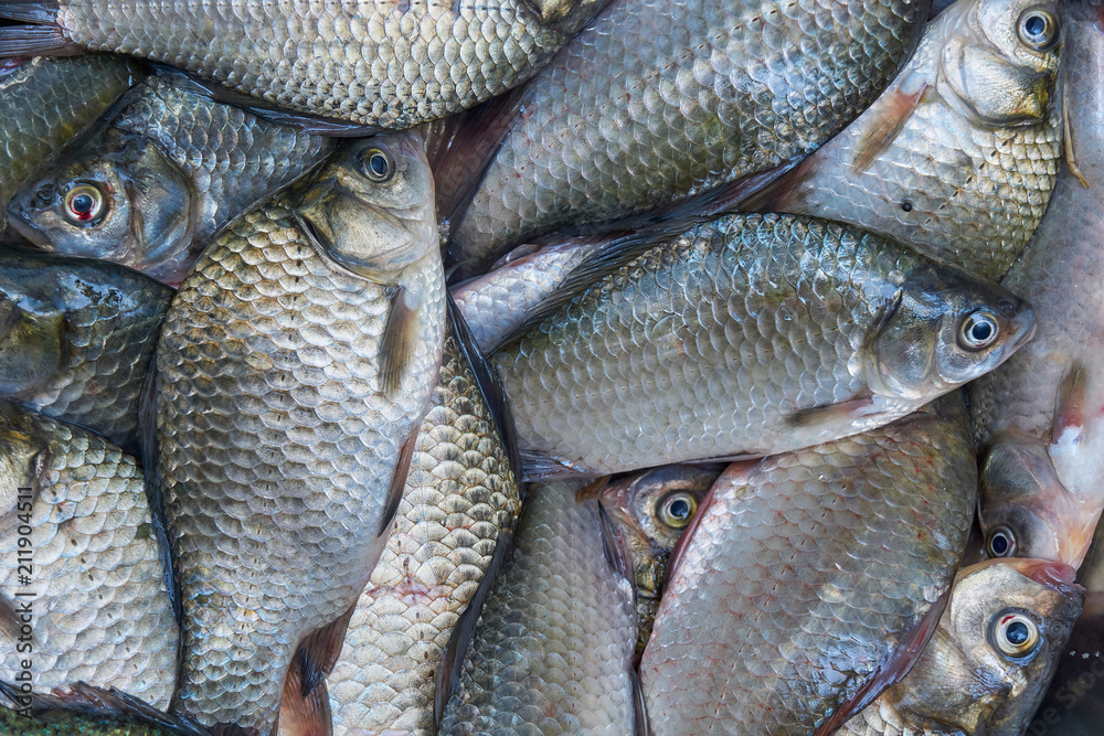 Freshly caught river fish. Good catch - river crucians. Freshly caught river fish. Good catch - river crucians.