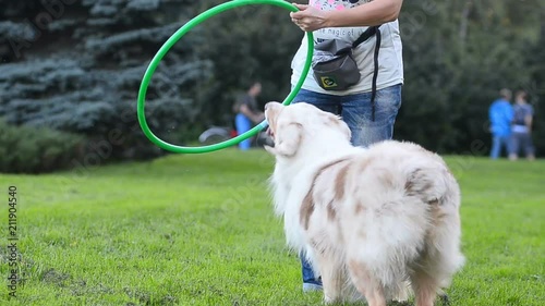 Dog jumps through the hoop