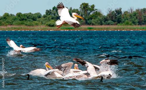 Romania, Danube Delta: Pelikane