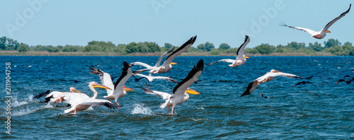 Romania, Danube Delta: Pelikane