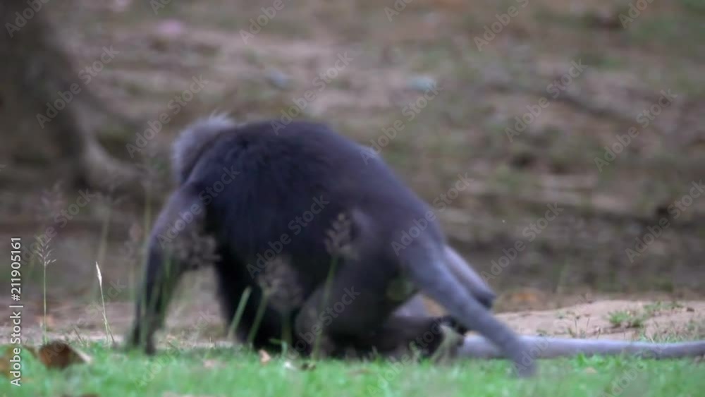 Dusky Leaf Monkeys (Trachypithecus obscurus) Playing on the Ground at Angthong National Marine Park in Thailand Dusky Leaf Monkeys (Trachypithecus obscurus) Playing on the Ground at Angthong National Marine Park in Thailand