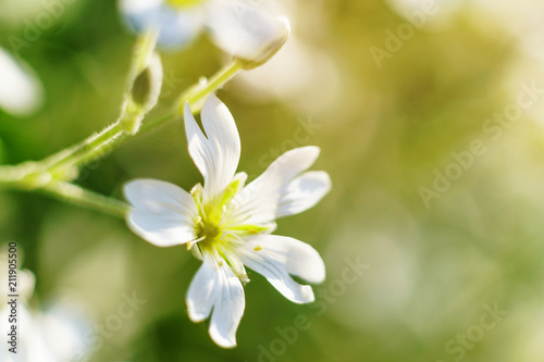 Spring small flowers on blurred macro background. Spring or summer border template with copy space. Romantic greeting card. Blooming flowers on sunny day. Flowering springtime. Spring background