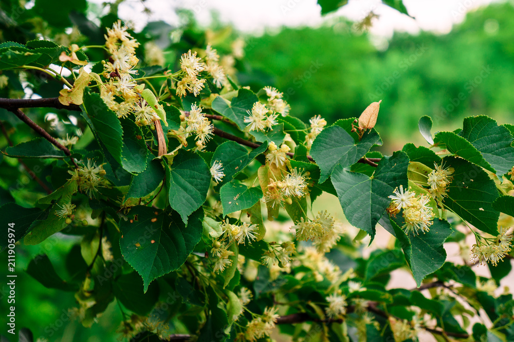 Fototapeta premium Beautiful flower on the tree.