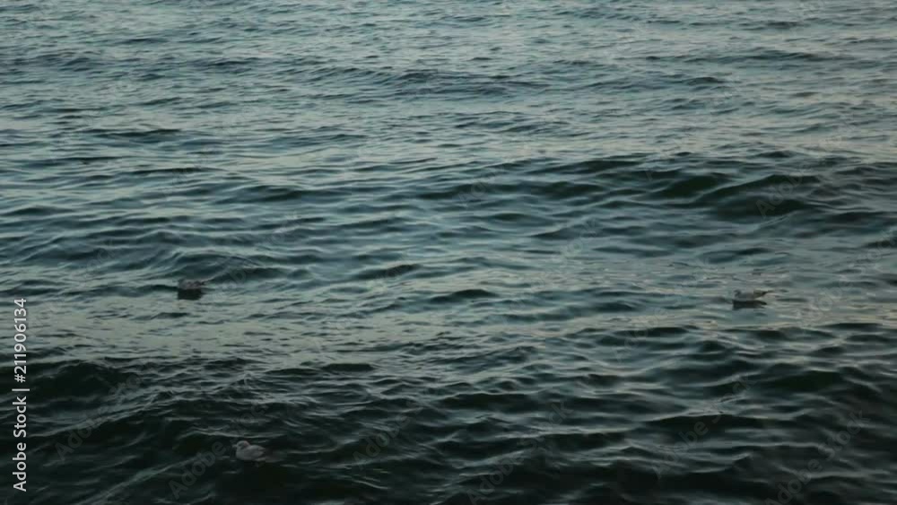 Small seagulls floating on the sea surface Small seagulls floating on the sea surface