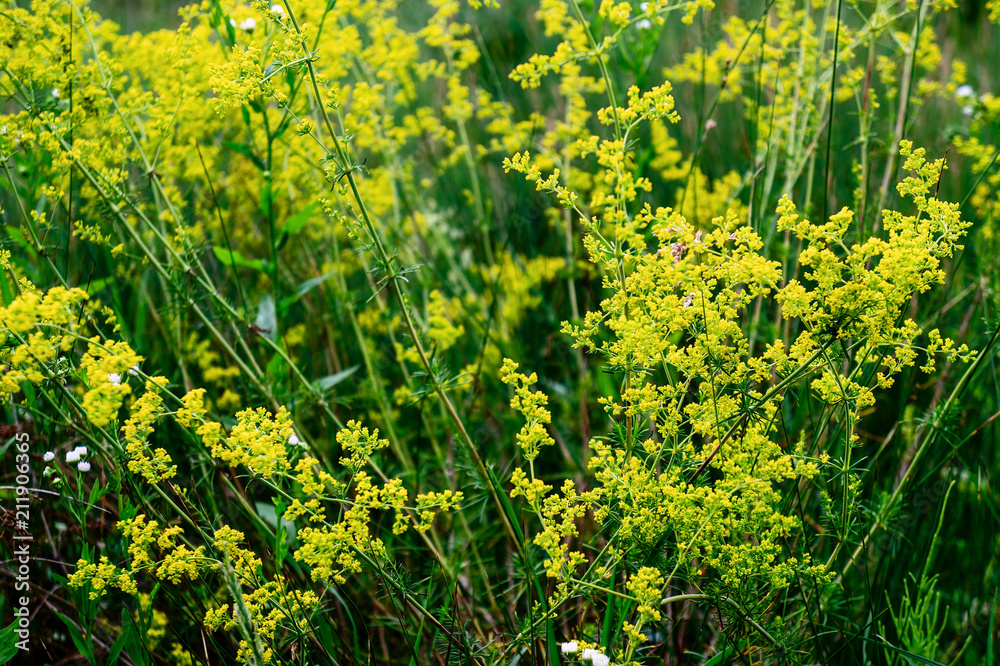 Obraz premium Green grass and yellow flowers.
