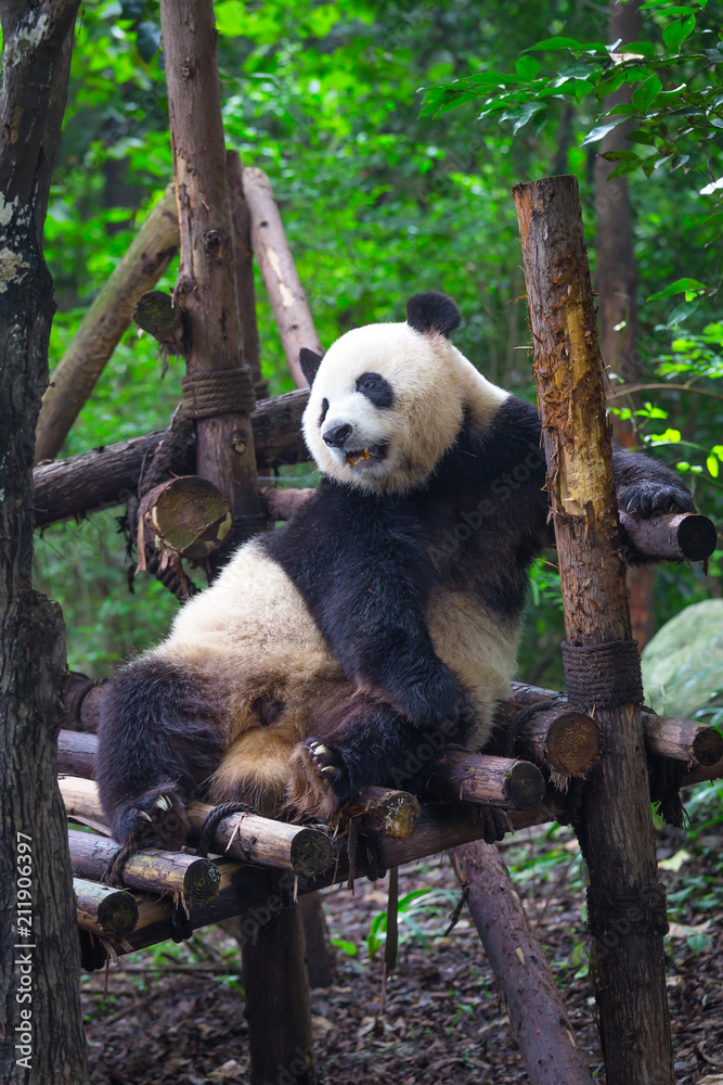 Obraz premium Wielka panda leżąca na drewnie w Chengdu w ciągu dnia, prowincja Syczuan, Chiny