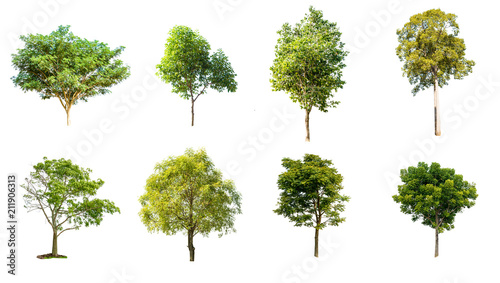 asia tree tropical green on white background