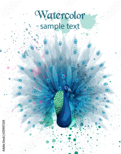 Peacock watercolor Vector. Beautiful bird design, colorful paints splash