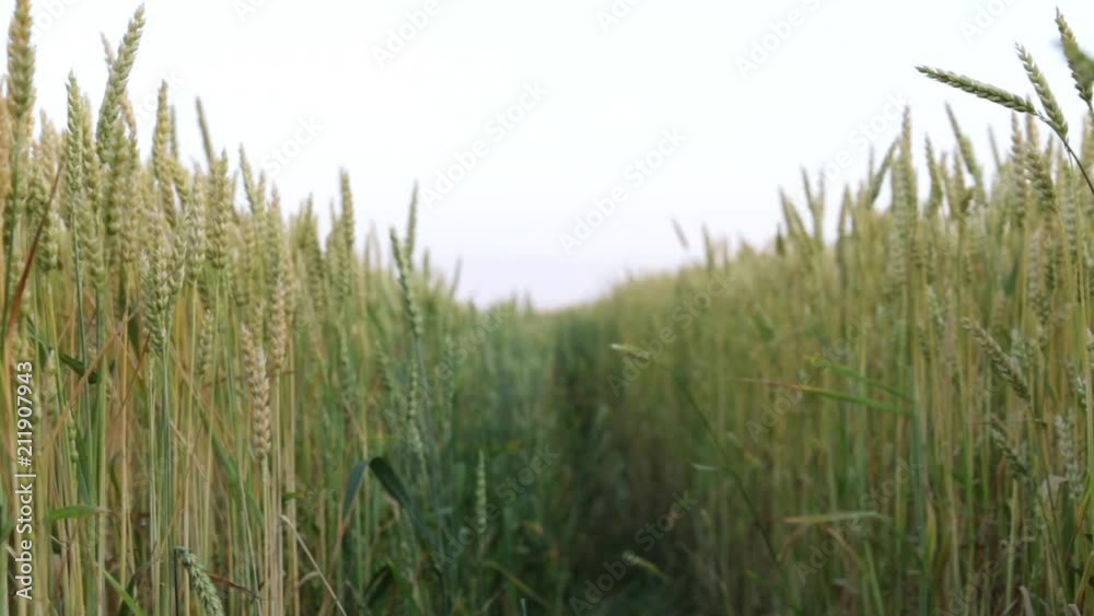Wheat field, agriculture, harvest. Wheat field, agriculture, harvest.