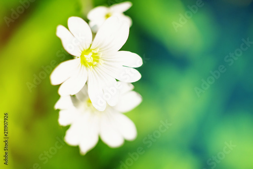 Spring small flowers on blurred macro background. Spring or summer border template with copy space. Romantic greeting card. Blooming flowers on sunny day. Flowering springtime. Spring background