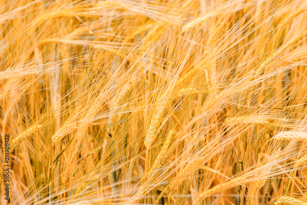 Fototapeta premium Ripe golden ears of wheat