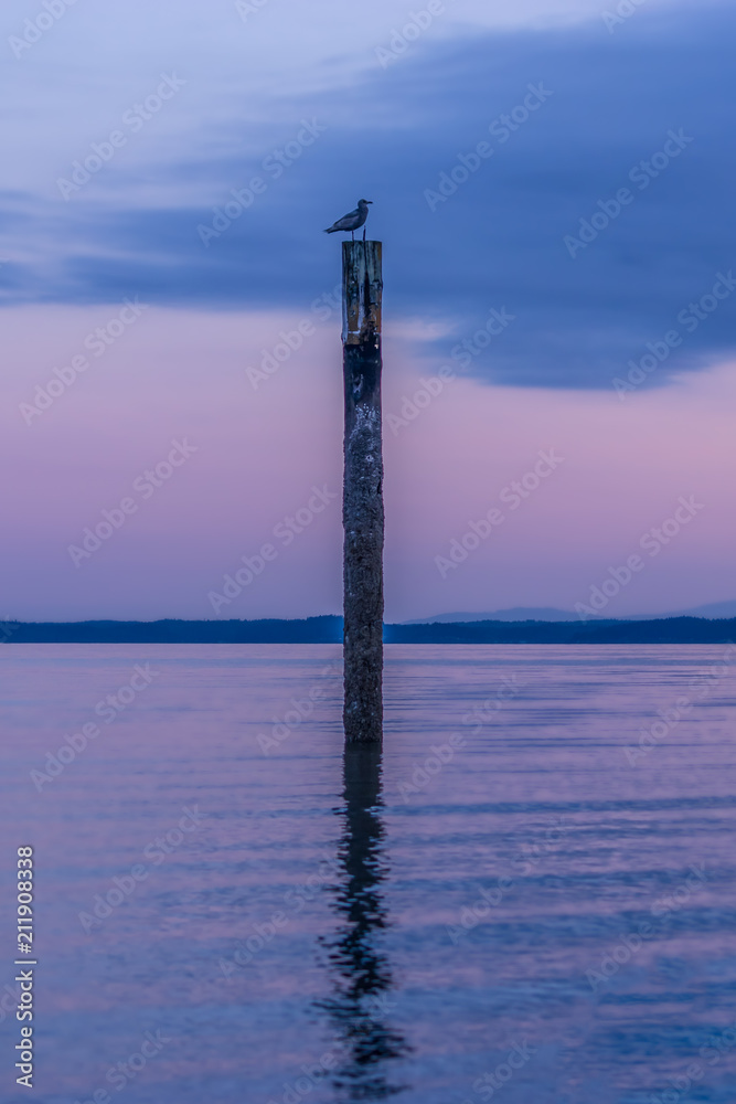 Obraz premium seagull on top of tall piling