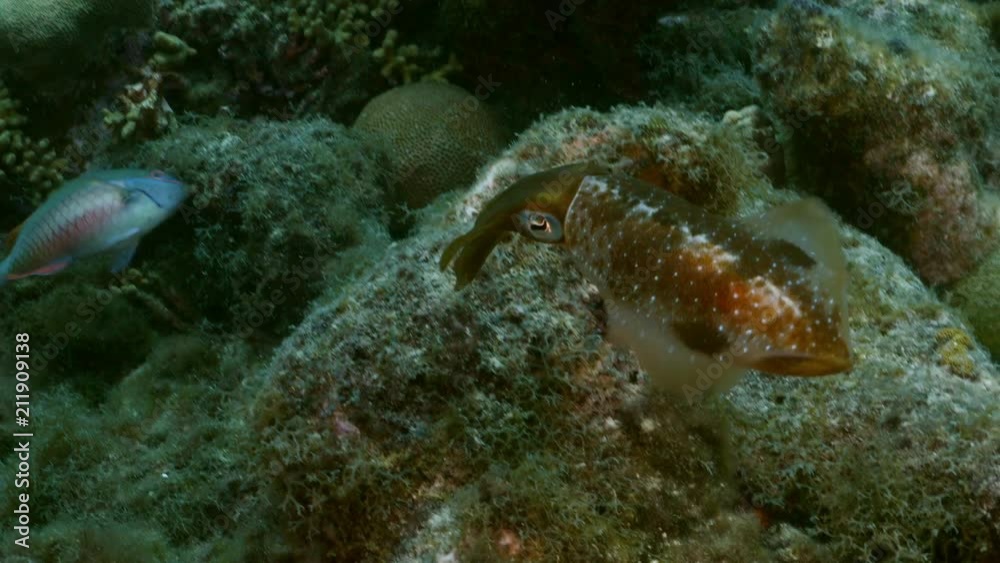 Caribbean Reef Squid in coral reef of Caribbean Sea at scuba dive around Curacao /Netherlands Antilles Caribbean Reef Squid in coral reef of Caribbean Sea at scuba dive around Curacao /Netherlands Antilles
