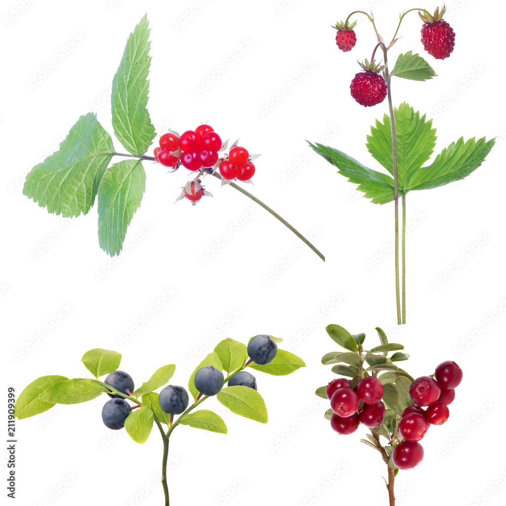 set of four isolated forest ripe berries set of four isolated forest ripe berries