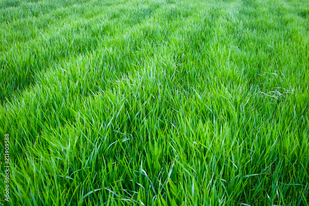 Obraz premium Green wheat field