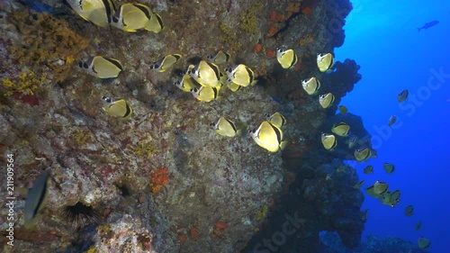School of tropical fish, Socorro - Barberfish, Johnrandallia nigrirostris photo