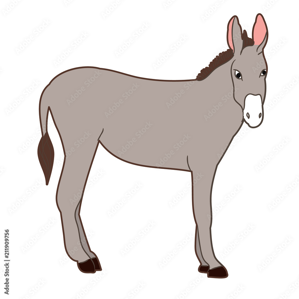 isolated donkey gray