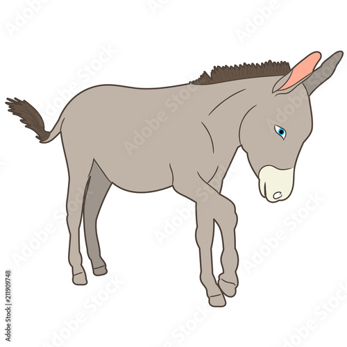 isolated donkey gray goes © Dzmitry