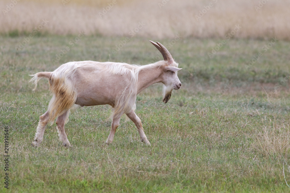 Fototapeta premium White hairy male goat on the field