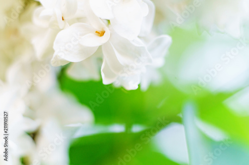 Spring lilac flowers on blurred macro background. Spring or summer border template with copy space. Romantic greeting card. Blooming flowers on sunny day. Flowering springtime. Spring background photo