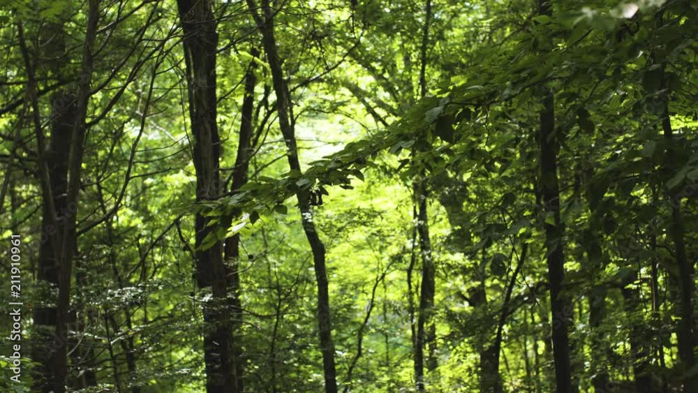 Quiet forest path with sun beams shining down Quiet forest path with sun beams shining down