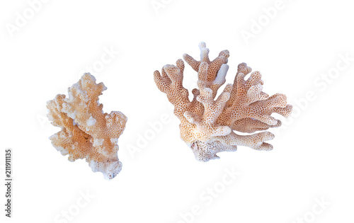 color coral isolated on white background 