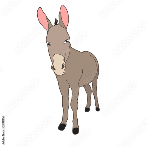 isolated donkey standing in front of white background