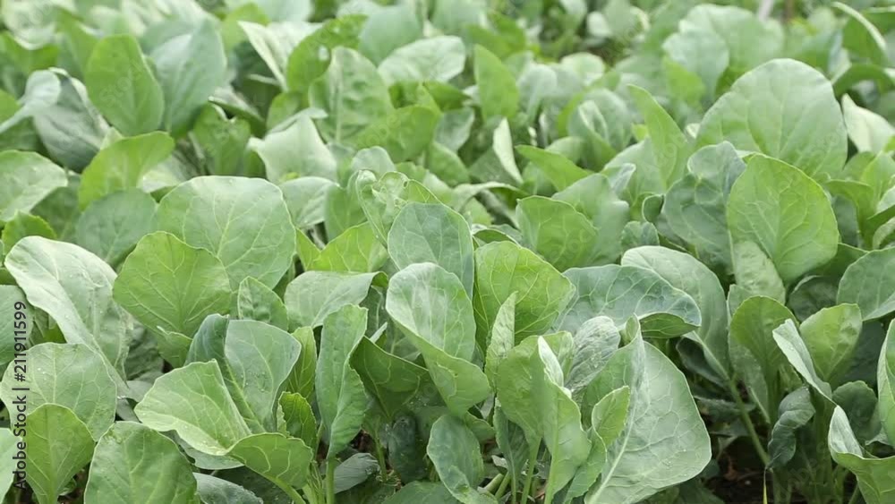 Chinese Kale vegetable Chinese Kale vegetable