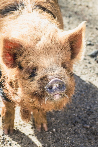 The kunekune, is a small breed of domestic pig from New Zealand.