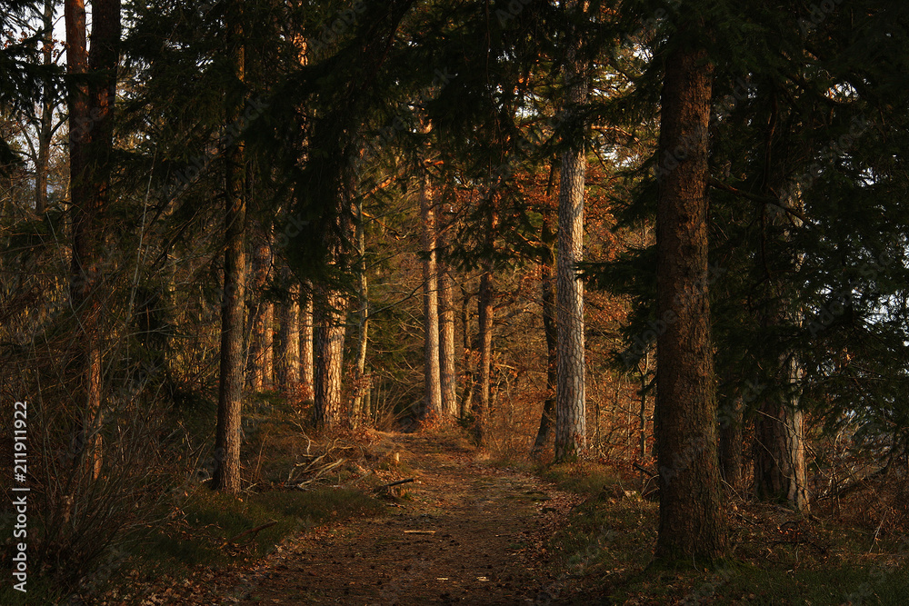 Fototapeta premium Lonely path in a conifer forest at dusk