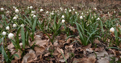 im Märzenbecherwald