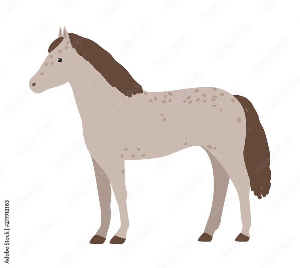 Obraz premium Cute grey horse isolated on white background