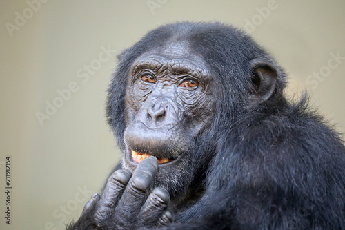Young male chimpanzee portrait