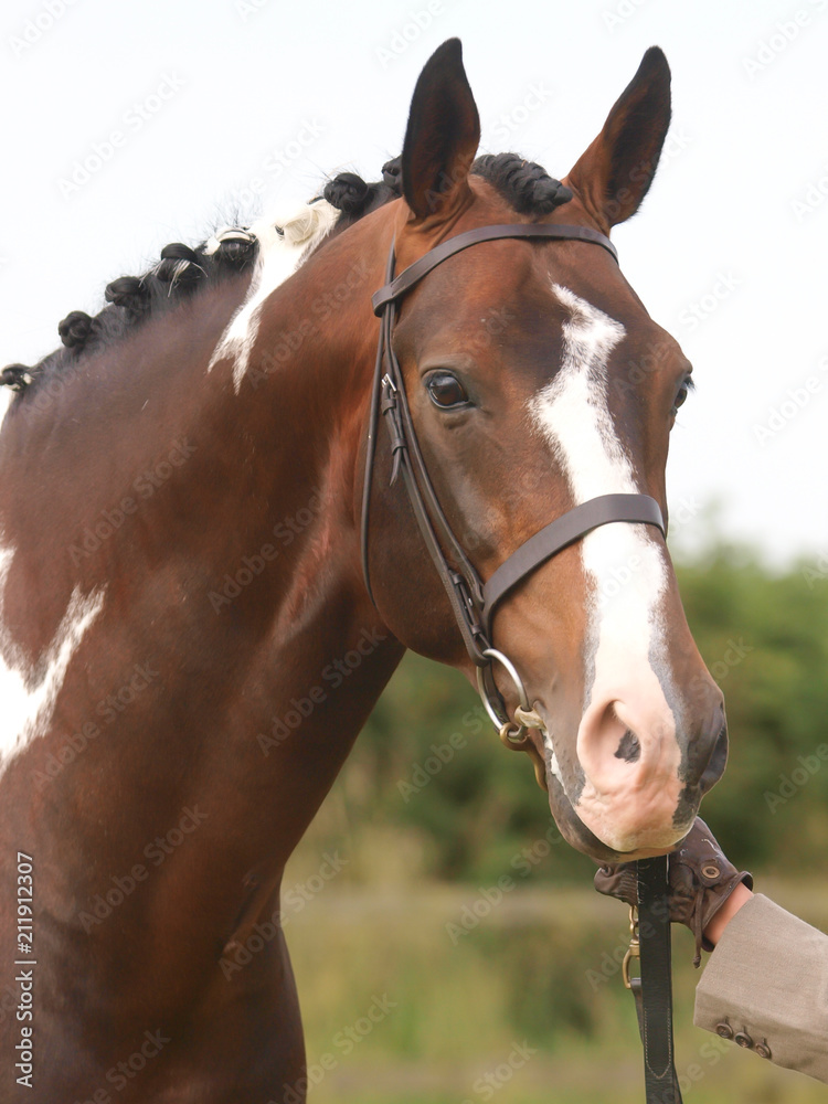 Fototapeta premium Plaited Horse Head Shot