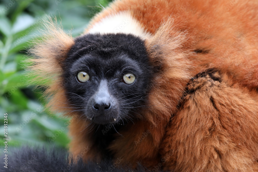 Fototapeta premium red lemur portrait