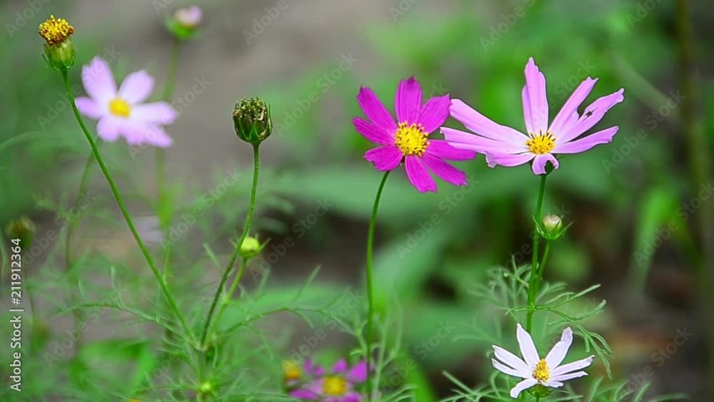 Cosmos bipinnatus, garden cosmos, Mexican aster, pink flower Cosmos bipinnatus, garden cosmos, Mexican aster, pink flower