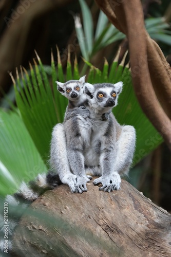 Fototapeta Naklejka Na Ścianę i Meble -  Ring tailed lemur