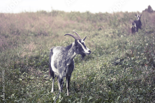 goat grazing in a meadow