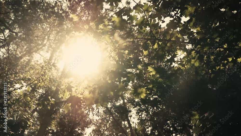 A clip shot during a summer walk through the woods. A clip shot during a summer walk through the woods.