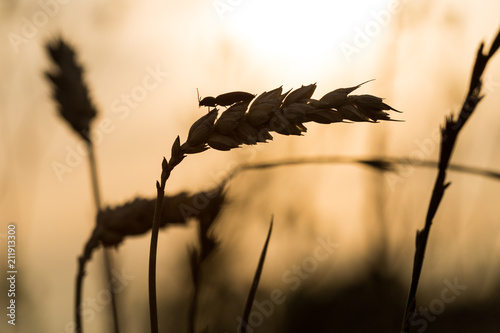 Insetto di campo su spiga di grano in controluce al tramonto