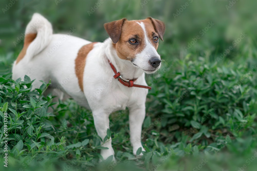 Close-up portrait of cute small white and red dog jack russel terrier standing in green grass and looking at right side