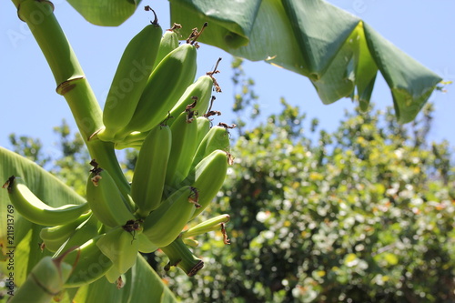 Green Unripe banana on banana tree